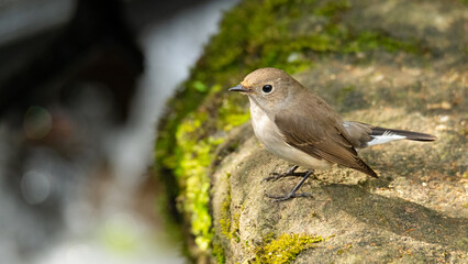 Female Taiga Flycatcher perching near water stream