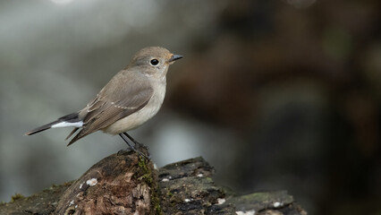 Female Taiga Flycatcher perching near water stream