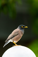 Common myna perching on glass ball lamp