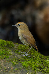 Female Lesser Shortwing perching on a rock