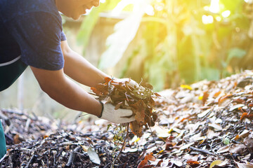 Closeup view of asian male doing the compost from rotten and dry leaves which fell down under the trees in the backyard of his house, soft and selective focus.