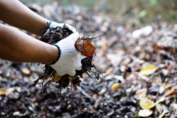 Closeup view of asian male doing the compost from rotten and dry leaves which fell down under the trees in the backyard of his house, soft and selective focus.