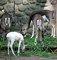 Blackbucks (Antilope cervicapra) with an albino feeding on grass in a zoo : (pix SShukla)