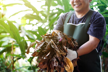 Closeup view of asian middle-aged male doing the compost from rotten and dry leaves which fell down under the trees in the backyard of his house, soft and selective focus.