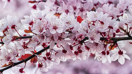 Wiosenne kwiaty kwitną na drzewach - obrazy, fototapety, plakaty