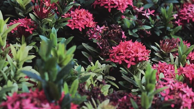 FullHD of a bunch of red needle flowers