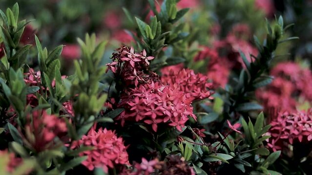 FullHD of a bunch of red needle flowers