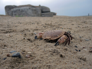 Krabbe im Sand