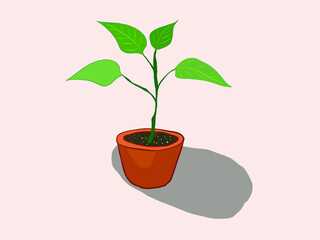 Seedling of plant in flowerpot is isolated on white background.