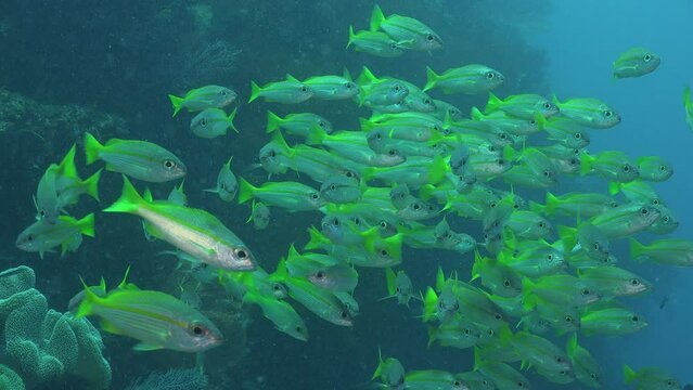 Shoal of Snappers close up passing in front of the camera