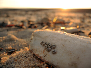 Tintenfisch mit Seepocken im Sand