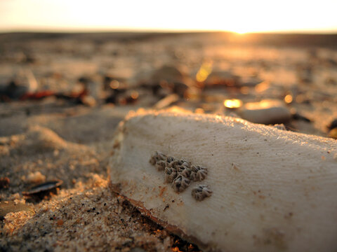 Tintenfisch mit Seepocken im Sand