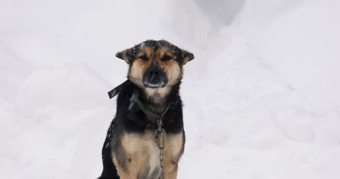 Cute black and brown mongrel on a chain outside. Snowing. The dog is looking at camera. Animal care concept.