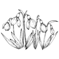 hand drawn illustration of snowdrop flowers in engraved style, isolated on white background