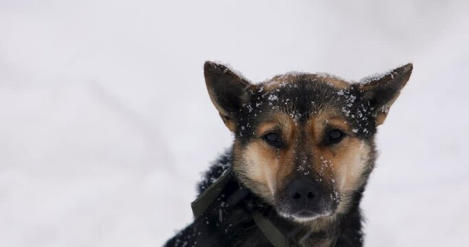 Cute black and brown mongrel dog on a chain outside. It's snowing outside. The dog is looking at camera. Animal care concept. Close-up.