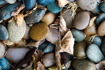 rocks and dry leaves