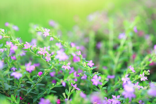 Purple Dwarf Willow In A Green Meadow