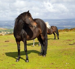 Obraz premium ponies dartmoor devon england uk