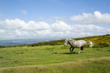 ponies dartmoor devon england uk