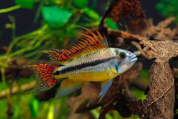 Apistogramma cacatuoides, Kakadu Zwergbuntbarsch © waldemar fischer