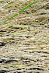 草模様　自然の造形