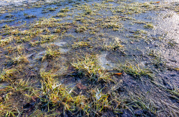 frozen water on ice in the meadow