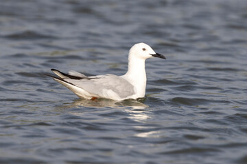 Eine Dünnschnabelmöwe schwimmt in einer Lagune