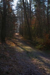 Colorful leaves in the forest in a spring morning 