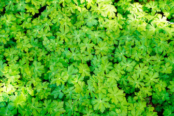 Green leaves of geranium, cranesbill. Close up of a flower bed in the garden. Hardy perennials. Green background from plants.