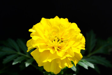 Close up of a marigold. Yellow flowers blooming in summer. Simple, robust garden plants. Dark background.