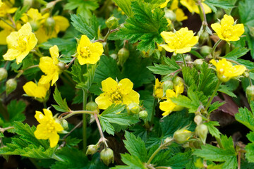 Close up of Waldsteinia ternata - golden strawberry. Hardy, early flowering perennials with yellow flowers. Ground cover for the garden.