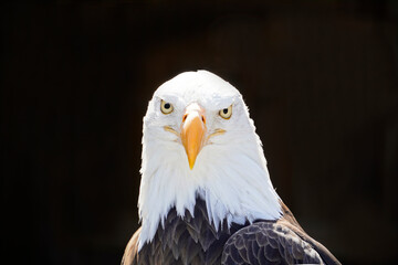 Portrait of a bald eagle with black background. Contrast-rich picture. Close-up of eagle. Large bird of prey. Haliaeetus leucocephalus