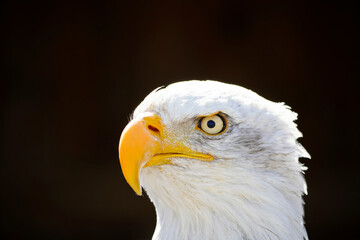 Portrait of a bald eagle with black background. Contrast-rich picture. Close-up of eagle. Large bird of prey. Haliaeetus leucocephalus