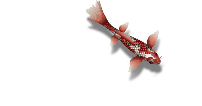 Animation 4K loop video of koi fish swimmingwith alpha channel, screen saver, After Effects