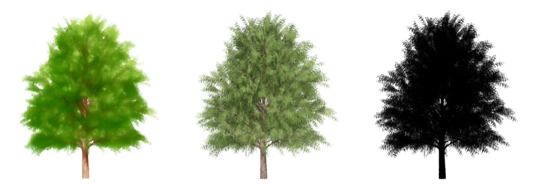 Set or collection of Australian Willow trees, painted, natural and as a black silhouette on white background. Concept or conceptual 3d illustration for nature, ecology and conservation, endurance