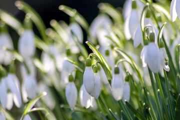 First spring snowdrops flowers with pollen and nectar for seasonal honey bees in february with white petals and white blossoms in macro view with nice bokeh and a lot copy space