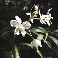 white orchid flower