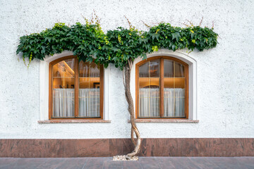 Beautiful two windows in a residential building, between it a tree trunk and vegetation above the windows. Europe.