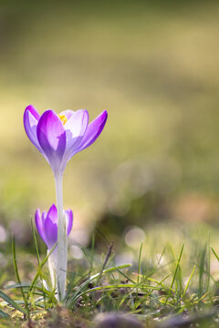 Fototapeta Filigree pink crocus flower blossoms in green grass are pollinated by flying insects like honey bees or flies in spring time as close-up macro with blurred background in garden landscape blooming wild