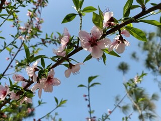 Pink flowers with peach tree in the garden. Blossom or bloom concept.