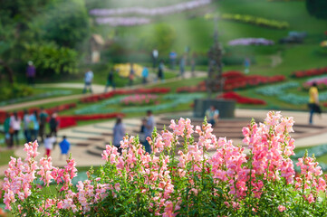 Blooming tropical flowers in Doi Tung botanical garden.