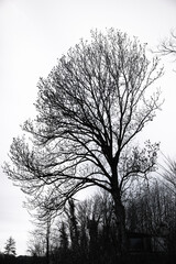 Silhouette kaler Baum
