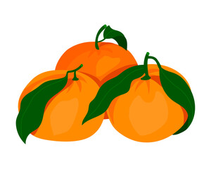 Oranges or tangerines, mandarin with leaves. Citrus fruit. Three tropical juicy citruses. Vector illustration isolated on white