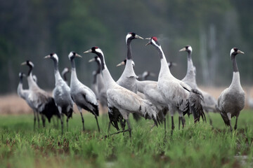 Common crane (Grus grus) in the wild. Early morning on swamp erens.