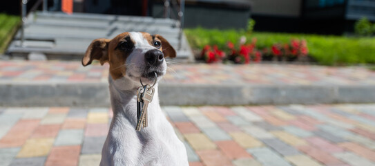 Dog Jack Russell Terrier is sitting at the door holding the keys to the house.