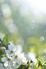 White flowers of an apple tree. Spring background
