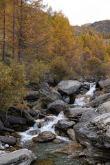 Mountain landscape in autumn.
Small mountain stream with near some plants with typical autumn foliage; Italy, Soana Valley.