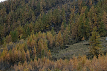Autumn foliage.
Some plants with typical autumn colored foliage; Italy, Val Soana.