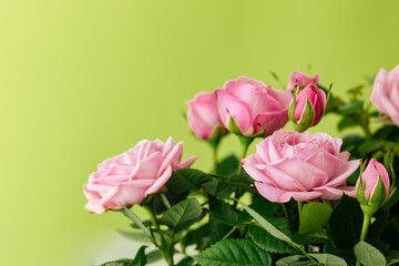 Small pink roses on a green background. Copy space 