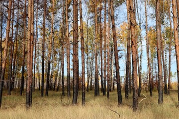 Burned woods after fire. Charred birch and pine trees in autumn. Scorched fire-damaged mixed forest with dry grass and blue sky.